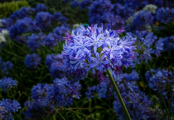 Agapanthus field Macro Background, New Zealand. Purple flower