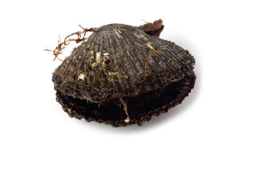Fresh scallop on white