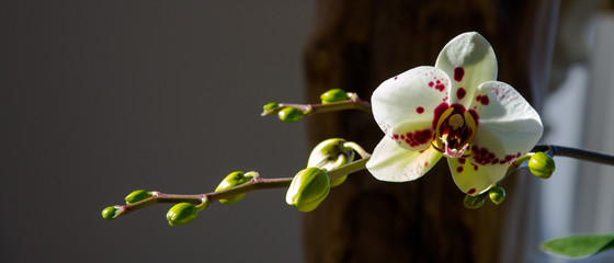 Orchidea © Luciano Avolio