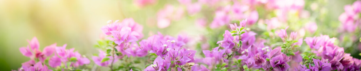 Nature of flower in garden using as cover page background natural flora wallpaper or template brochure landing page design