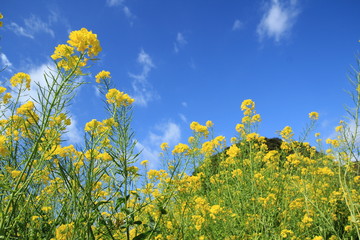 field of yellow flowers