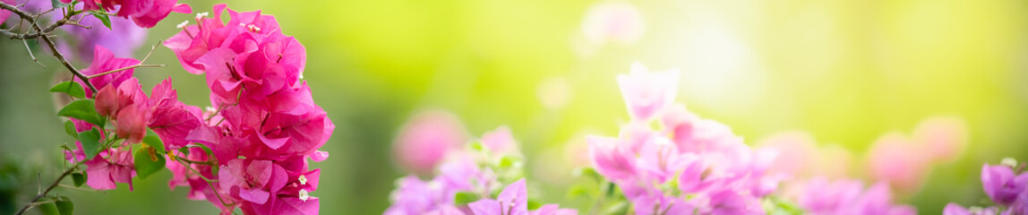 Nature of flower in garden using as cover page background natural flora wallpaper or template brochure landing page design