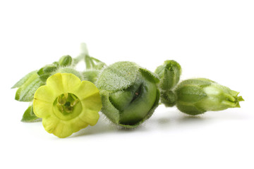 Tobacco flowers. Nicotiana rustica variety