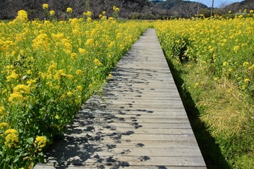 path in garden