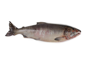 Chum salmon