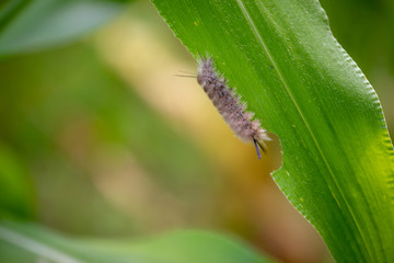A pretty contrast between this fuzzy pale caterpillar and the green corn stalk leaf it rests on in Missouri. Bokeh effect and available copy space.