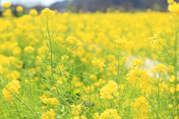 yellow field of rape