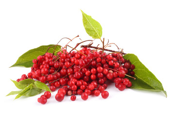 Schisandra Chinensis isolated on white