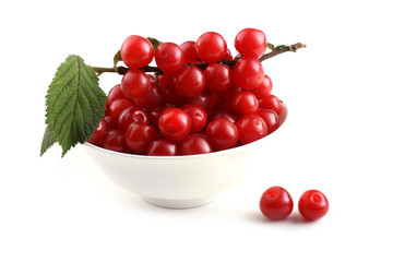 Nanking cherry and branch