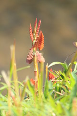 春の雑草　イタドリ