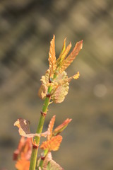 春の雑草　イタドリ
