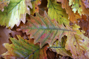 Autumn oak leaves background