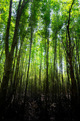 Fototapeta na wymiar Sun beams through thick trees branches in dense green - Vertical forest