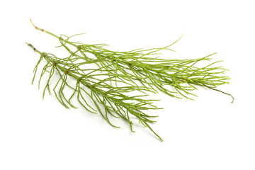 Horsetail isolated on white