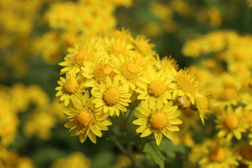 Yellow chrysanthemums background