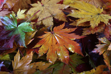 Autumn maple leaves background