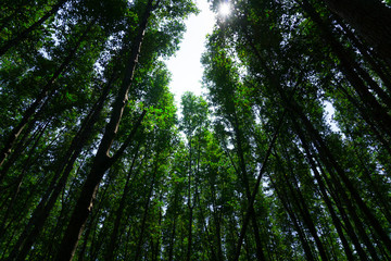 Low angle view of beech forest in springtime