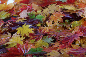 Autumn maple leaves background