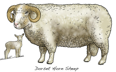 Dorset Horn Sheep. This purebred sheep has the ability to breed out of season and is invaluable for Spring lambing.