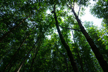 Obraz premium High angle of beech forest in spring