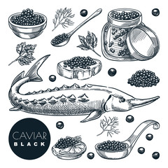 Delicious sturgeon fish black caviar, isolated on white background. Sketch vector illustration of luxury gourmet cuisine