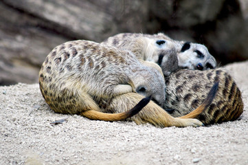 Erdmännchen am kuscheln