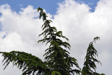 TannenBaum mit Himmel