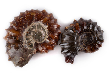 Ammonites isolated on white