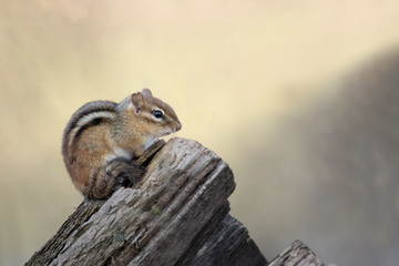 chipmunk sitting on a log in nature,  with open space in the photo 