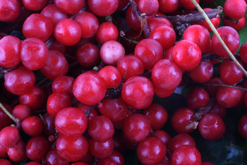 Schisandra chinensis background