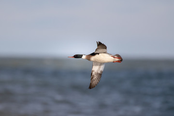 Male red breasted merganser blanking or turning during flight