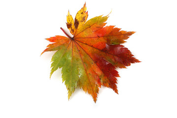 Autumn maple leaf