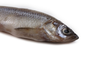 Smelt fish isolated on white. Pacific smelt variety