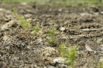 Reclamation of an oil production site. Planting pine seedlings.