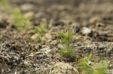 Reclamation of an oil production site. Planting pine seedlings.