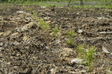 Reclamation of an oil production site. Planting pine seedlings.