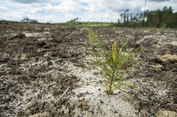 Reclamation of an oil production site. Planting pine seedlings.