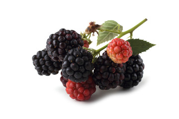 Blackberry cluster isolated on white