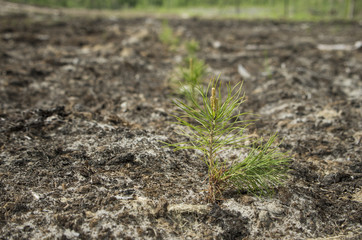 Reclamation of an oil production site. Planting pine seedlings.
