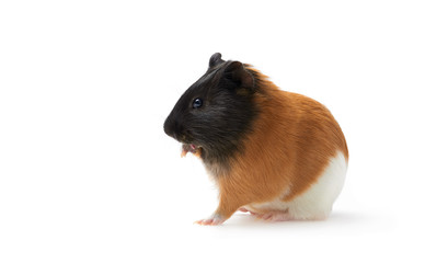 Guinea pig (Cavia porcellus) is a popular household pet Guinea pig licks paw, pet is washing his tongue. Studio portrait of Guinea Pig isolated on white background.