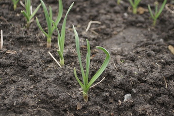 young garlic on a bed