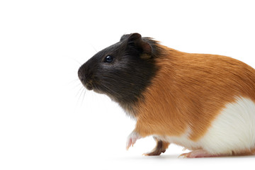 Fototapeta premium Guinea pig (Cavia porcellus) is a popular household pet Guinea pig licks paw, pet is washing his tongue. Studio portrait of Guinea Pig isolated on white background. Сlose ups.