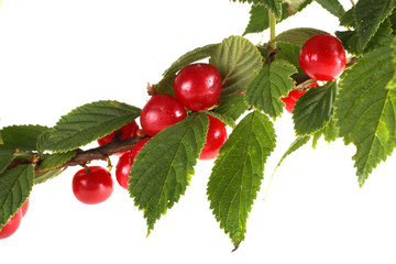 Nanking cherry on branch