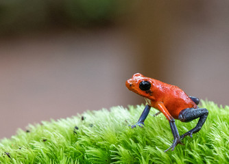 Strawberry Poison Dart Frog