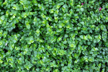 Green Leaf Wall Pattern Nature Background.