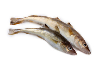 Saffron cod isolated on white