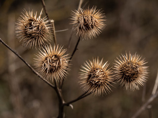 Finished flowers or seed heads of the burdock plant, Arctium, in winter