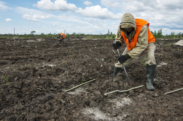 Reclamation of an oil production site. Planting pine seedlings.