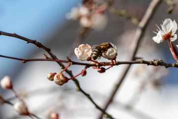 a honey bee with pollen on its legs collects nectar from the flowers of a plum tree