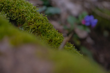 Moos bewächst einen Baumstamm im Wald. Im Hintergrund wächst eine kleine Blume